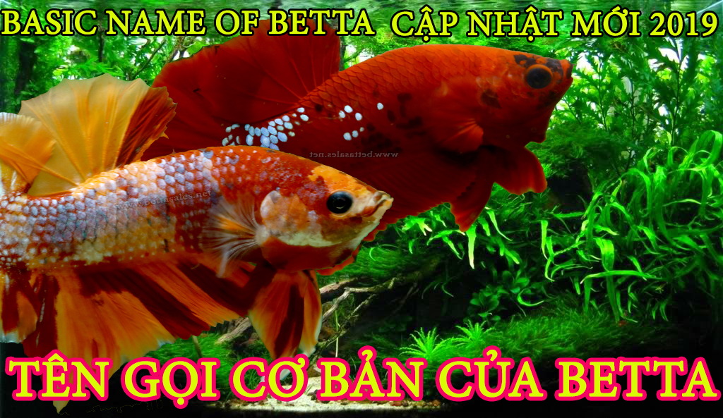 Tên Gọi Betta Có Thể Bạn Chưa Biết ( Cập Nhật 2019 ) | Tên Gọi Cơ Bản Của Betta | Basic Name Of Betta Fish