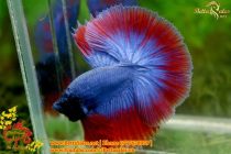 img_0614-copy img_0614-copy