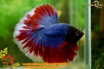 img_0641-copy img_0641-copy