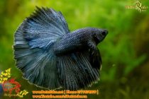 img_0680-copy img_0680-copy