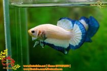 img_9125-copy img_9125-copy