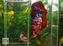 75328553_1331236223723506_6067559299024945152_o