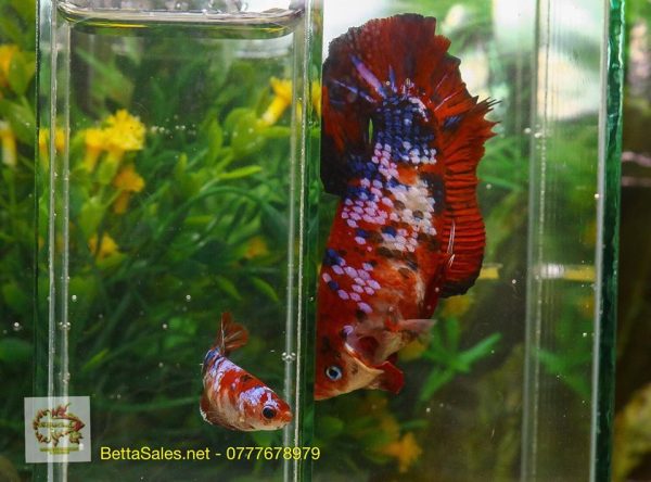 75328553_1331236223723506_6067559299024945152_o