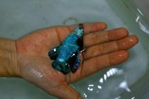 75422266_1342880792559049_3772273916425273344_o