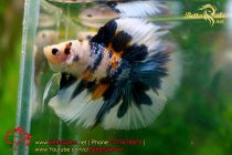 69912336_1349667541880374_3339886858518659072_o 69912336_1349667541880374_3339886858518659072_o