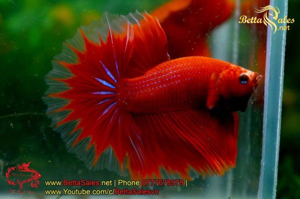 74461744_1349672695213192_5365643857675419648_o