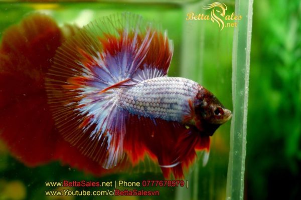 77280366_1349668858546909_2569473977357434880_o