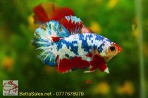 78925138_1356615731185555_3288992428068962304_o 78925138_1356615731185555_3288992428068962304_o