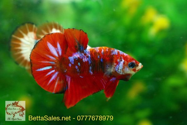 78971919_1358685040978624_4724235846872465408_o