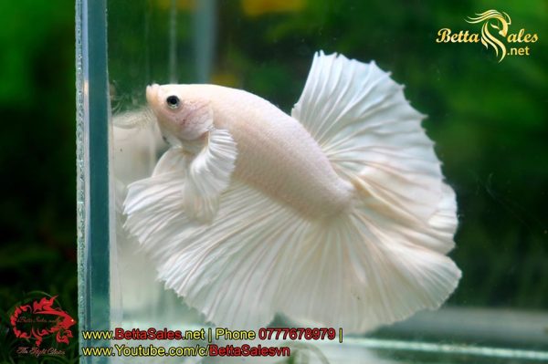 79603751_1375162352664226_6104791472865804288_o 79603751_1375162352664226_6104791472865804288_o