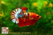 koi_nemo_galaxy_bettasales koi_nemo_galaxy_bettasales