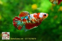 koi_nemo_galaxy_bettasales5