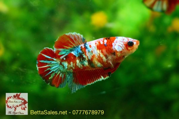 koi_nemo_galaxy_bettasales5