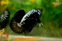 81825098_1408678822645912_2301255271176994816_o