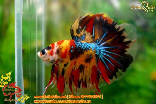 82414333_1407330132780781_6382493449655943168_o 82414333_1407330132780781_6382493449655943168_o