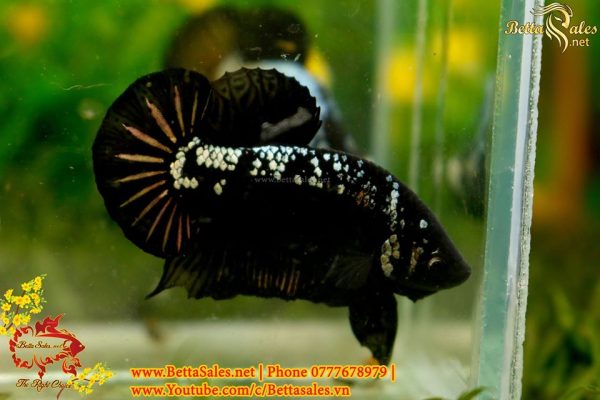 82615298_1411503502363444_2795196271361523712_o