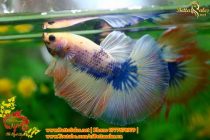 bettasales9 bettasales9