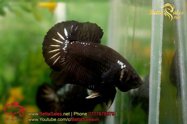 86705480_1446277195552741_694365898160472064_o 86705480_1446277195552741_694365898160472064_o