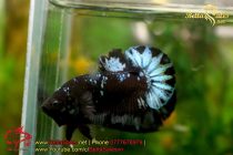 87182161_1450728138440980_6941795983705505792_o