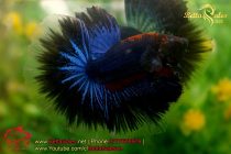 bettasales02 bettasales02