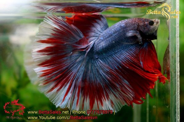 bettasales04 bettasales04