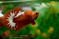 bettasales4 bettasales4