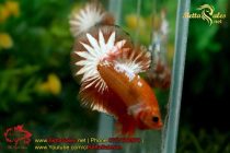 bettasales47 bettasales47