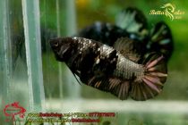 blackbluebettasales-4