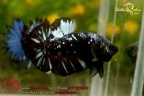 blackbluebettasales-5