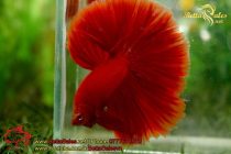 bettasales-11 bettasales-11