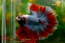 bettasales-13 bettasales-13