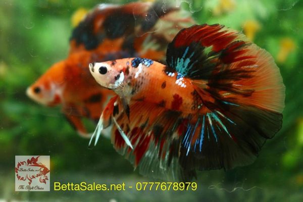 bettasales-18