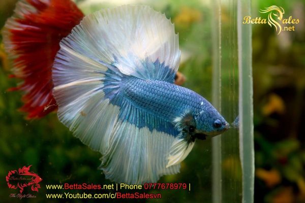 bettasales-4 bettasales-4