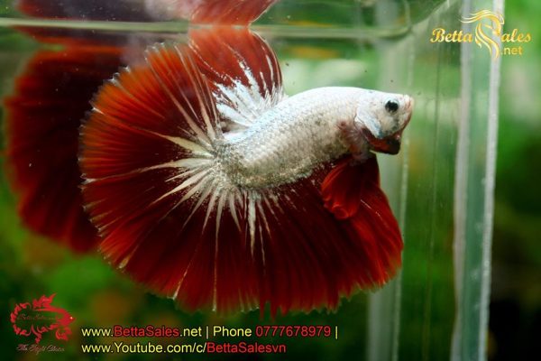 bettasales-5 bettasales-5