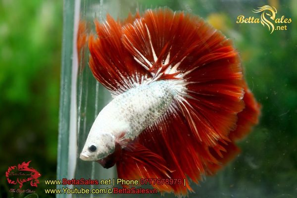 bettasales-8 bettasales-8