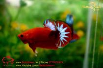 bettasales19 bettasales19