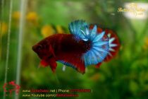 bettasales26 bettasales26