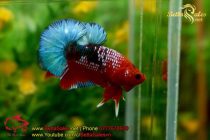 bettasales3 bettasales3