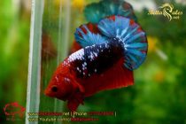 bettasales35 bettasales35