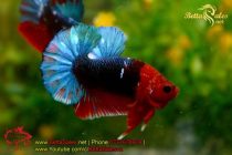 bettasales39 bettasales39