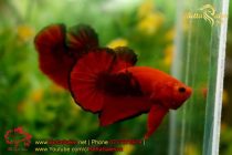 bettasales42 bettasales42