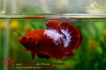 bettasales51 bettasales51