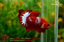 bettasales61 bettasales61