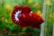 bettasales67 bettasales67