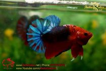 bettasales69 bettasales69