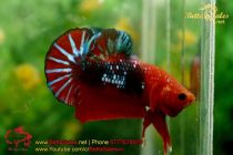 bettasales74 bettasales74