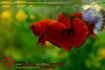 bettasales87 bettasales87