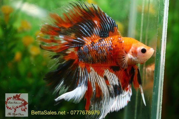 doubletailhalfmoonbettasales-7