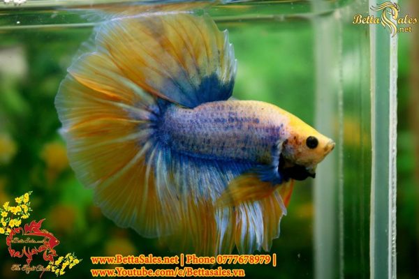 bettasalesvn-4 bettasalesvn-4