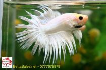 101498299_1542799235900536_5088140308374355968_o